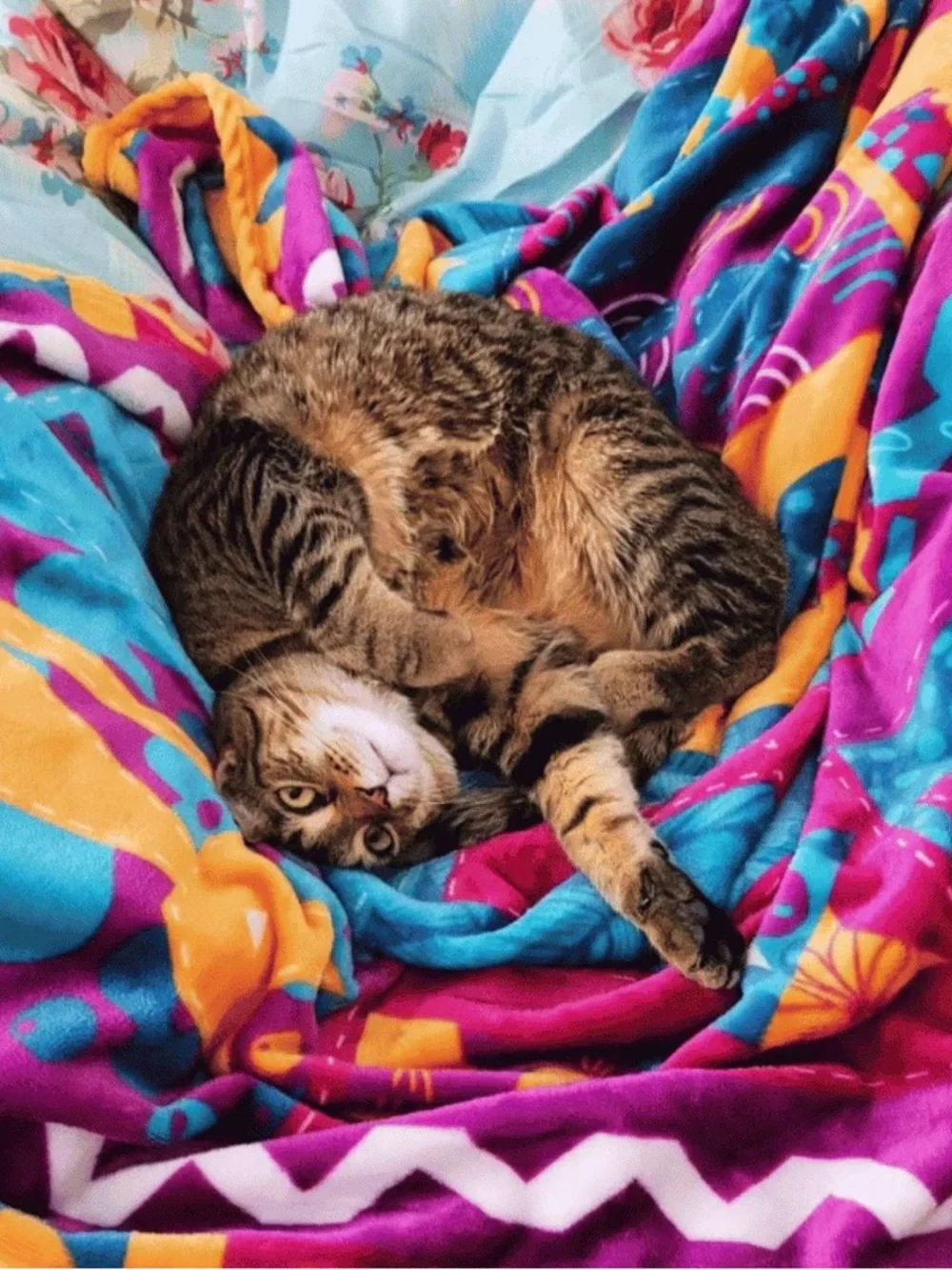 Cat Lady Box QUILTY CATS Blanket